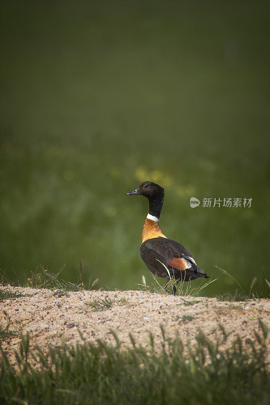 澳大利亚贝壳鸭(Tadorna tadornoides)